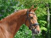 dressage horse Vidal (Danish Warmblood, 2018, from Blue Hors Veneziano)