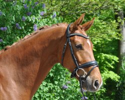 dressage horse Vidal (Danish Warmblood, 2018, from Blue Hors Veneziano)