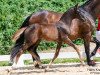 dressage horse Golden Pearl (Austrian Warmblood, 2023, from Pramwaldhof's Tarantino)