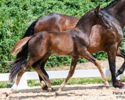 dressage horse Golden Pearl (Austrian Warmblood, 2023, from Pramwaldhof's Tarantino)