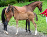 dressage horse Kjano STH (Austrian Warmblood, 2023, from Kjento)