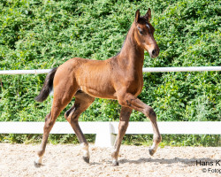 Dressurpferd Valendero HN (Österreichisches Warmblut, 2023, von Va' Pensiero)