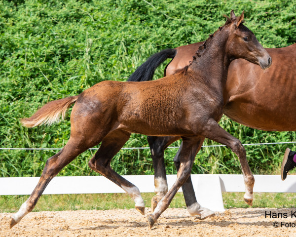 dressage horse Tiffany van de Fils (Austrian Warmblood, 2023, from Feliciano)