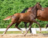 dressage horse Tiffany van de Fils (Austrian Warmblood, 2023, from Feliciano)