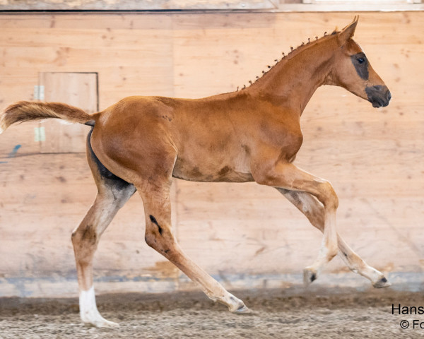 Dressurpferd Sancor (Österreichisches Warmblut, 2023, von San To Alati)