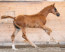 dressage horse Sancor (Austrian Warmblood, 2023, from San To Alati FRH)