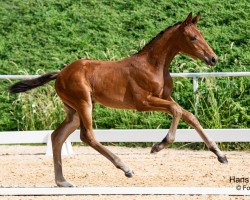 dressage horse Feline (Austrian Warmblood, 2023, from Fineline)