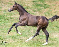 dressage horse Duca di Castro (Austrian Warmblood, 2023, from Decurio 3)