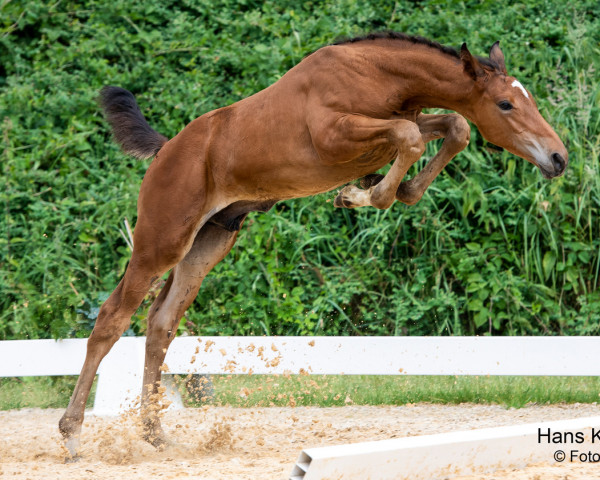 jumper Lomitas (Austrian Warmblood, 2023, from Larimar)