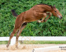 Springpferd Lomitas (Österreichisches Warmblut, 2023, von Larimar)