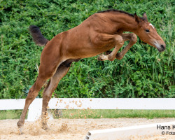 Springpferd Lomitas (Österreichisches Warmblut, 2023, von Larimar)