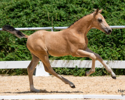 dressage horse Double Cheese T (Austrian Reitpony, 2023, from Double Cream)