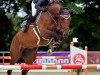 jumper Cima Della Madonna (Oldenburg show jumper, 2017, from Comme il Faut)