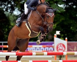 jumper Cima Della Madonna (Oldenburg show jumper, 2017, from Comme il Faut)