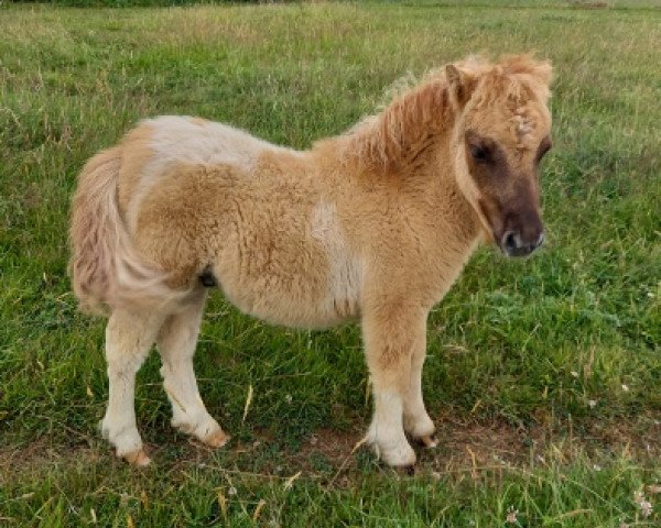 Pferd Tawna Mario (Shetland Pony (unter 87 cm), 2023, von Tawna Rubus)