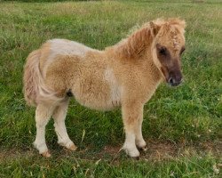 horse Tawna Mario (Shetland pony (under 87 cm), 2023, from Tawna Rubus)