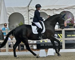 dressage horse Della Musica (Westphalian, 2018, from Don Martillo)