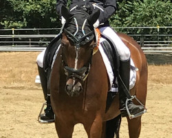 dressage horse Mikado 373 (German Riding Pony, 2009, from Miraculix)