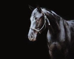 dressage horse Dance for me Dalina (Westphalian, 2019, from Darius 415)