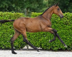 jumper Cin-Cin VK Z (Zangersheide riding horse, 2023, from Carrera VDL)