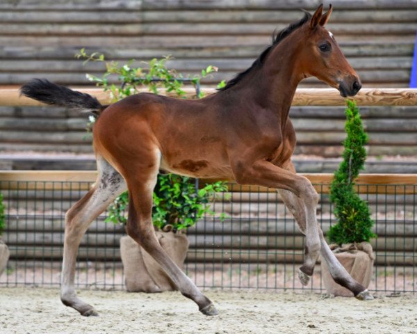 jumper Cavallo de Hus Z (Zangersheide riding horse, 2023, from Chacco-Blue)