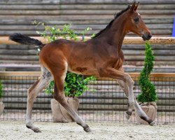 Springpferd Cavallo de Hus Z (Zangersheide Reitpferd, 2023, von Chacco-Blue)