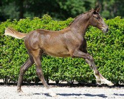 jumper Doremi Quality Z (Zangersheide riding horse, 2023, from Darry Lou)