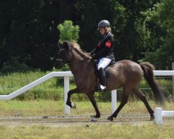 horse Atorka vom Laekurhof (Islandpferd, 2013, from Ljori in der Birk)