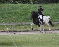 Pferd Pjakkur vom Laekurhof (Islandpferd, 2008, von Atli frá Norður-Hvammi)