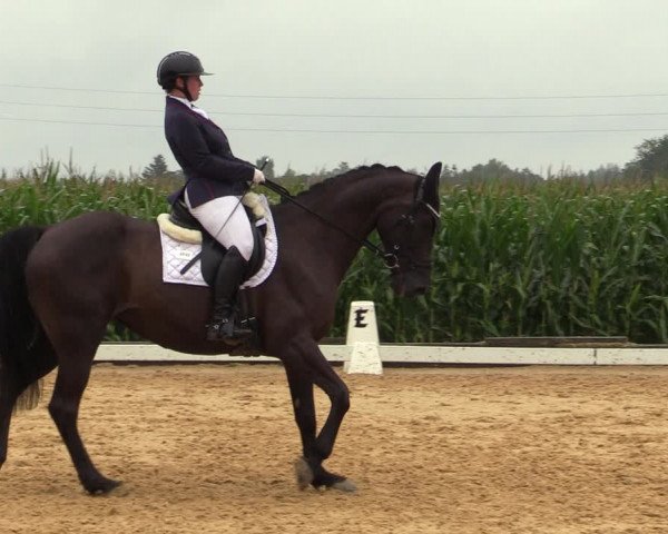 Reitturnier Ranshofen - Braunau am Inn 2023