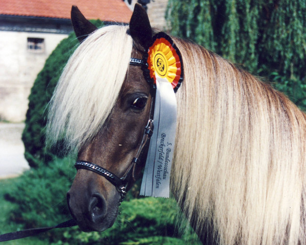Zuchtstute Hanuta v. Clus (Dt.Part-bred Shetland Pony, 1993, von Jappelu)