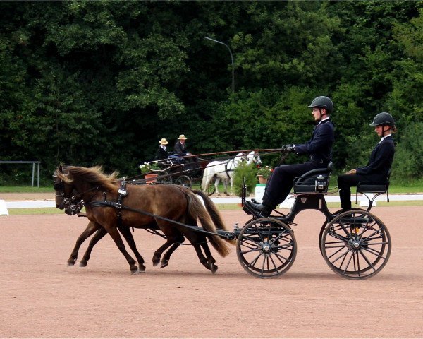 Pferd Jazz II v. Clus (Deutsches Classic Pony, 2000, von Jappelu)