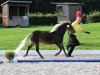 horse Best Time v. Clus (German Classic Pony, 2015, from KC Coyne Connection)