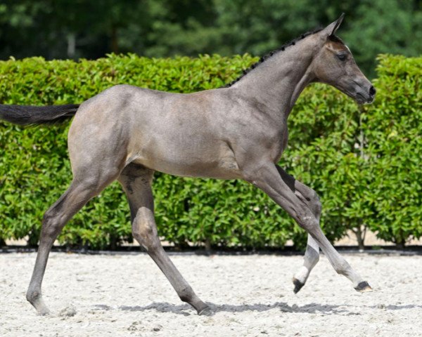 jumper Cover Girl van de Hoef Z (Zangersheide riding horse, 2023, from Cornet Obolensky)