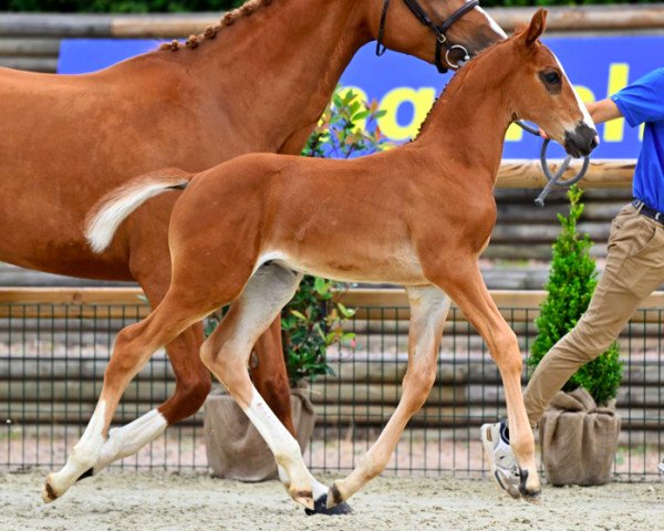 jumper Conmigo de Rêve Z (Zangersheide riding horse, 2023, from Conthargos)