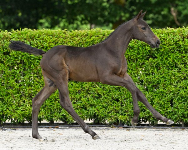 jumper Discovery AEG Z (Zangersheide riding horse, 2023, from Diamant de Semilly)