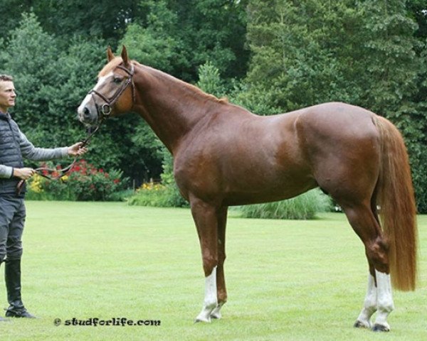stallion Nixon van 't Meulenhof (Belgian Warmblood, 2013, from Denzel Vt Meulenhof)