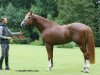 Deckhengst Nixon van 't Meulenhof (Belgisches Warmblut, 2013, von Denzel Vt Meulenhof)