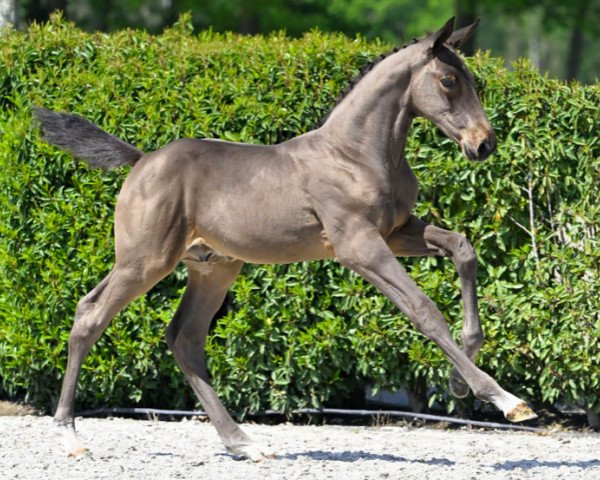 Springpferd Balougi de Montana Z (Zangersheide Reitpferd, 2023, von Cornet’s Balou)