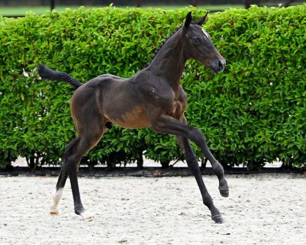 Springpferd Emotion Z (Zangersheide Reitpferd, 2023, von Emerald van 't Ruytershof)