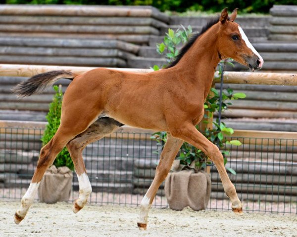 Springpferd Cabri des Neiges Z (Zangersheide Reitpferd, 2023, von Casall)