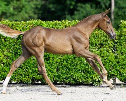 jumper Delvecchio Z (Zangersheide riding horse, 2023, from Don van het Parelshof Z)