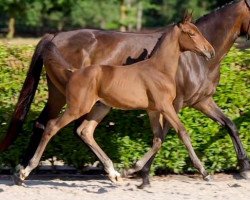 jumper Utalux EQ Z (Zangersheide riding horse, 2023, from Utamaro d'Ecaussines)