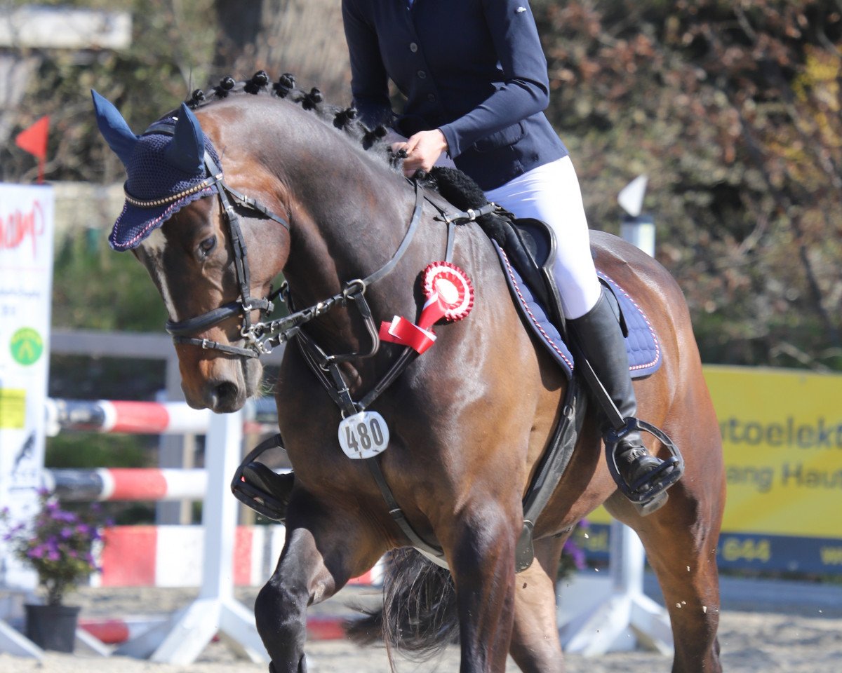 jumper Zuccerado B (Holsteiner, 2017, from Zuccero 5)