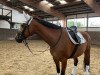 dressage horse Centlady (German Sport Horse, 2015, from Cezaro)