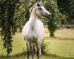 Pferd Historica Altajara (Pura Raza Espanola (PRE), 2011)