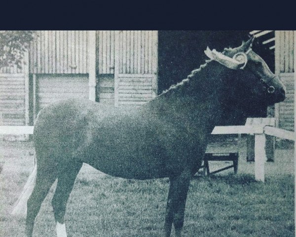 horse Lechlade Polyanthus (Welsh-Pony (Section B), 1979, from Solway Master Bronze)