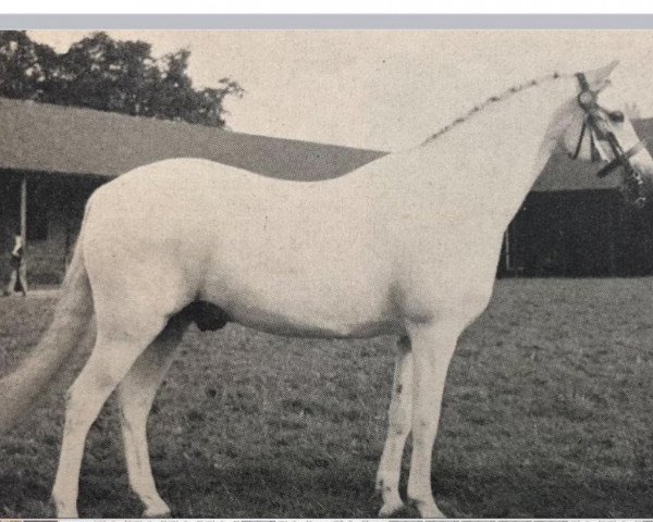 horse Coed Coch Powys (Welsh mountain pony (SEK.A), 1940, from Coed Coch Glyndwr)