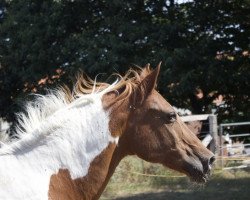 broodmare Halali (German Riding Pony, 1997, from Durant)