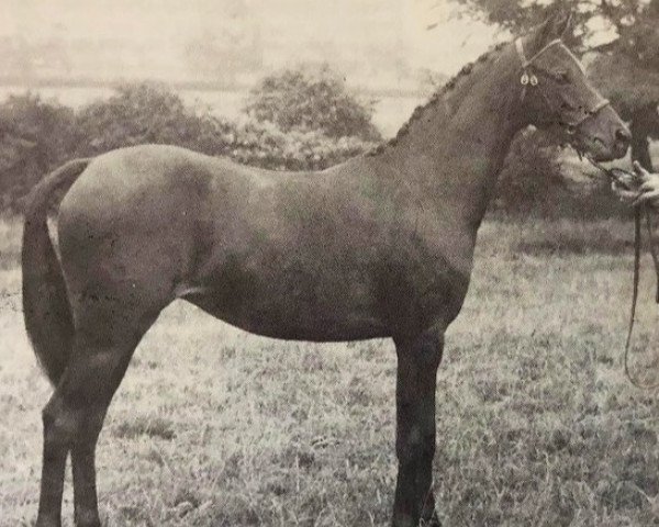 broodmare Westlands Whispering Wind (British Riding Pony, 1976, from Twylands Troubadour)